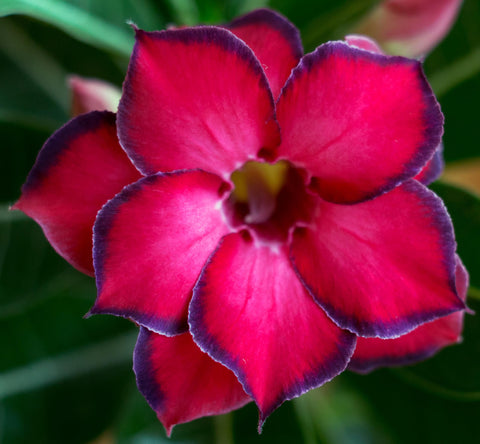 Awesome Industries Desert Rose trumpet flowers brighten indoor or outdoor spaces.