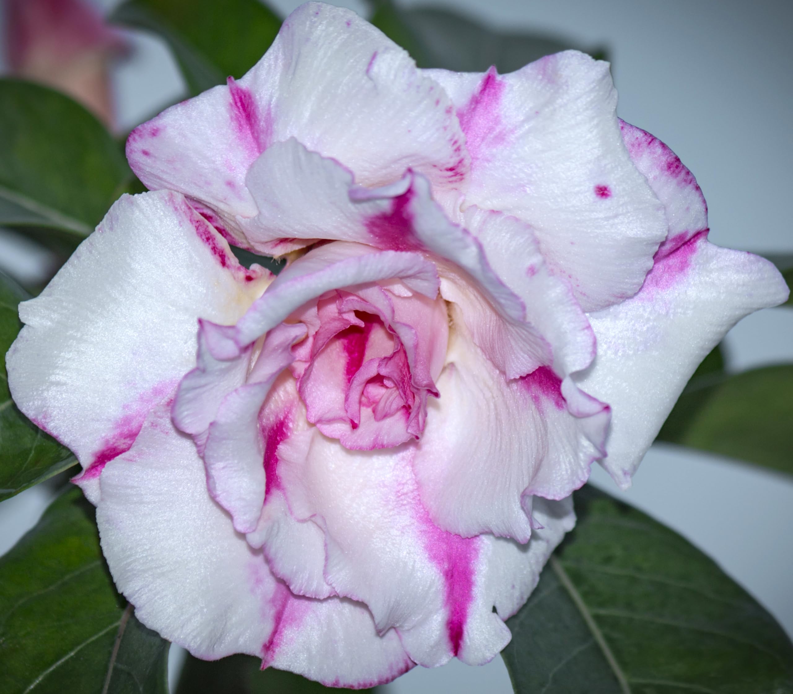 Awesome Industries Drought-tolerant Desert Rose suits low-water care.