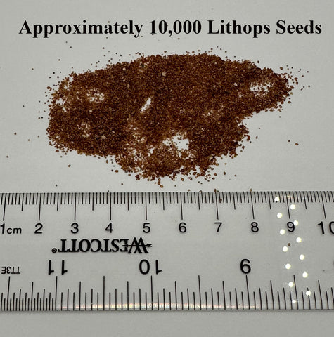 Awesome Industries Lithops seeds under humidity dome support germination with controlled moisture.