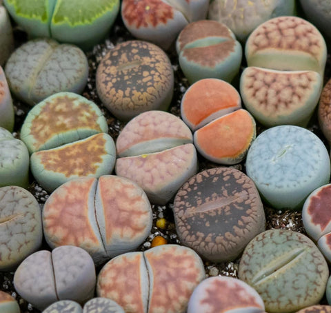 Awesome Industries Lithops Seed Mix close-up of tiny seeds, ideal for beginners.