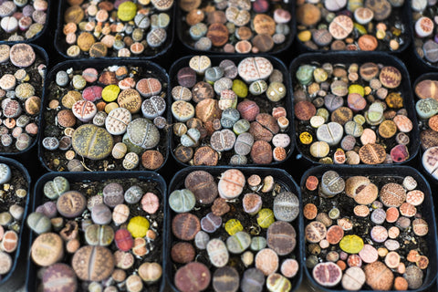 Awesome Industries Lithops Seed Mix varied faces show variety for an unique collection.