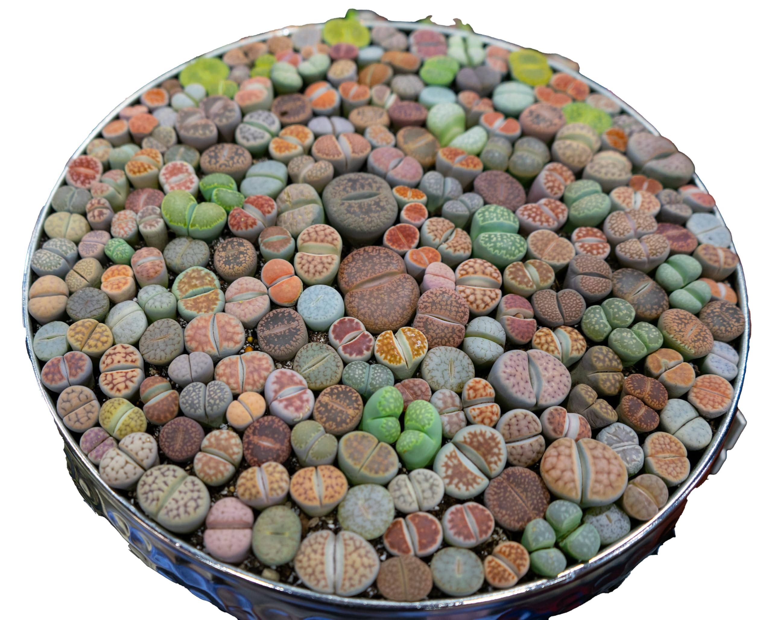 Awesome Industries Lithops seeds ready for sowing in gritty, fast-drying soil.