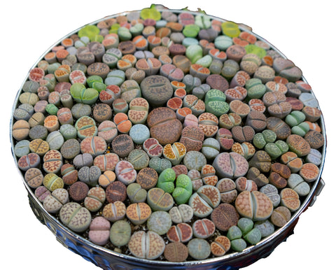 Awesome Industries Lithops seeds ready for sowing in gritty, fast-drying soil.