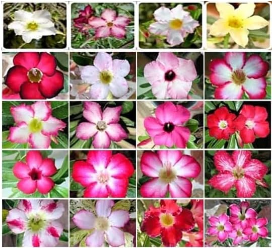 Awesome Industries Mixed color Desert Rose blooms provide vibrant bonsai opportunities.
