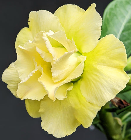 Awesome Industries Non-GMO heirloom seeds ensure heritage garden variety.