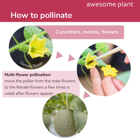 Awesome Plant pollination brush used on cucumbers enables precise pollination in hydroponics.