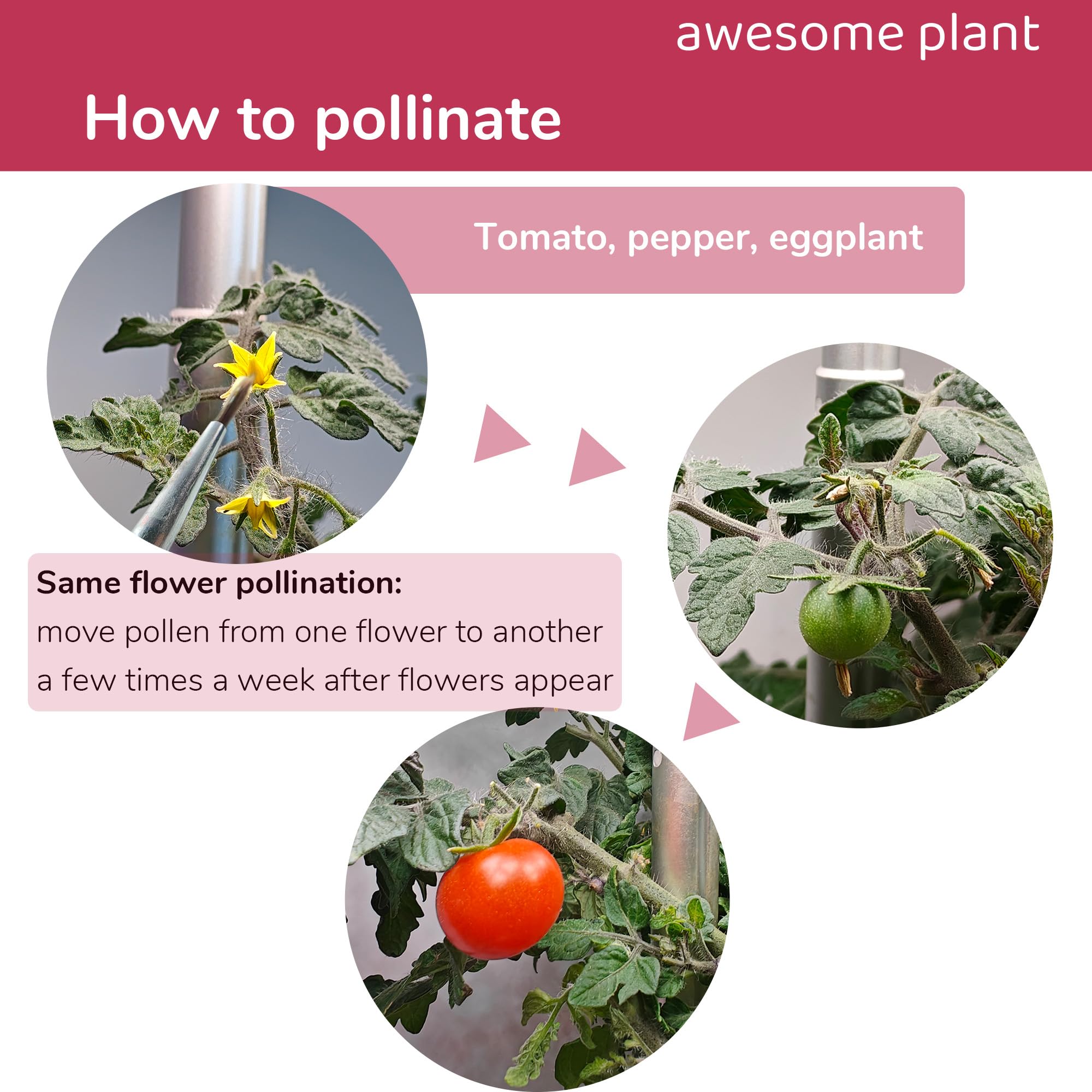 Awesome Plant pollination brush used on eggplants helps delicate blooms stay intact.
