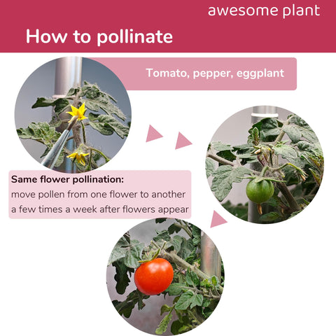 Awesome Plant pollination brush used on eggplants helps delicate blooms stay intact.