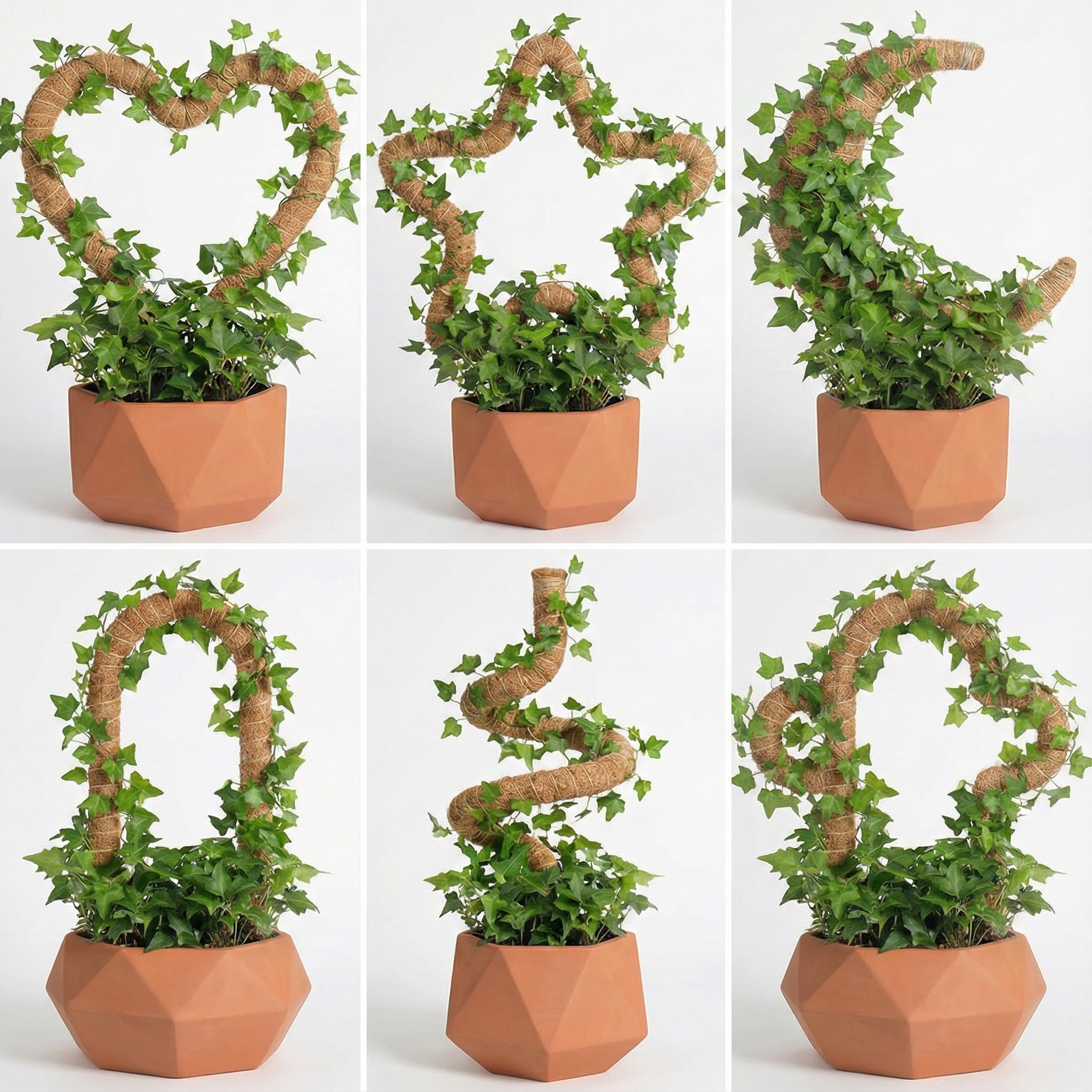 AWIBIKU plant support for Monstera and pothos keeps stems organized.