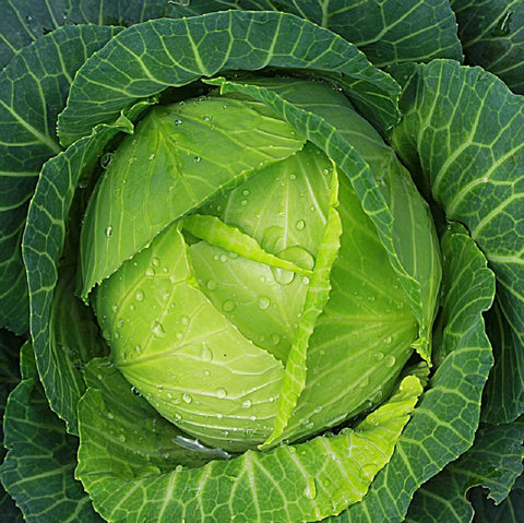 Axel's Garden Seeds Bok Choy leaves for stir-fries.