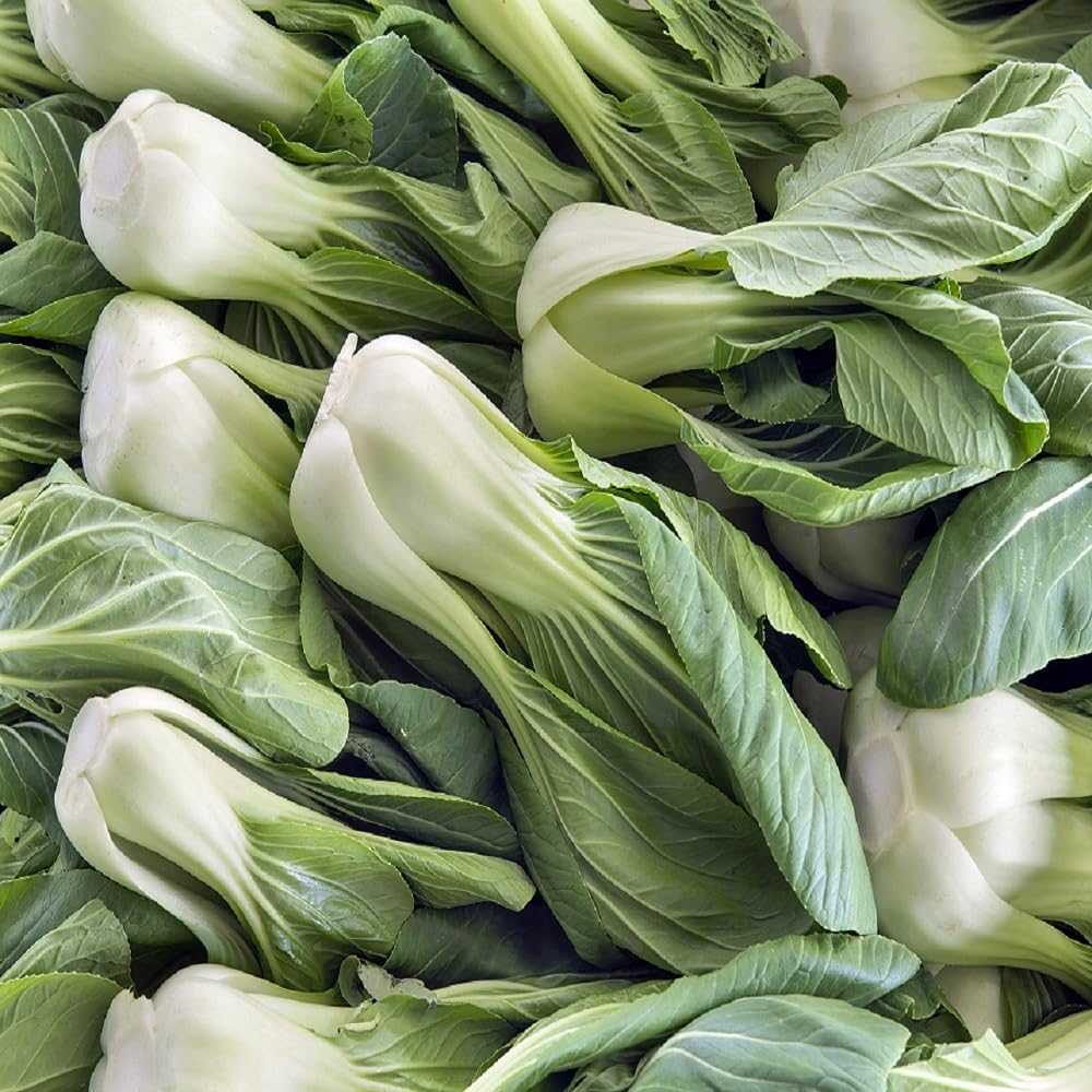 Axel's Garden Seeds bok choy seeds packet ready for planting and home gardening