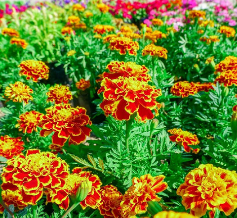 Axels Garden Seeds French marigolds brighten borders and pots with compact, colorful blossoms.