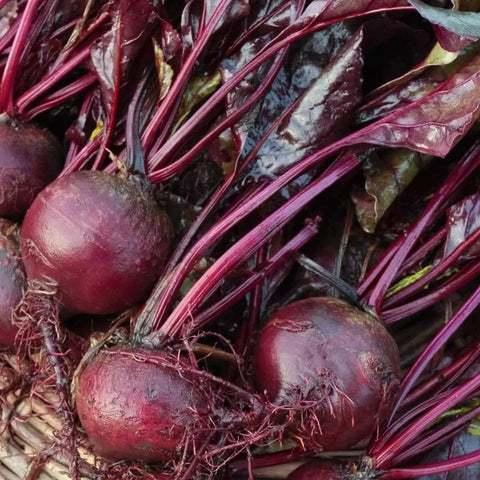Axel's Garden Seeds Bulls Blood beet leaf closeup showing burgundy foliage for salads