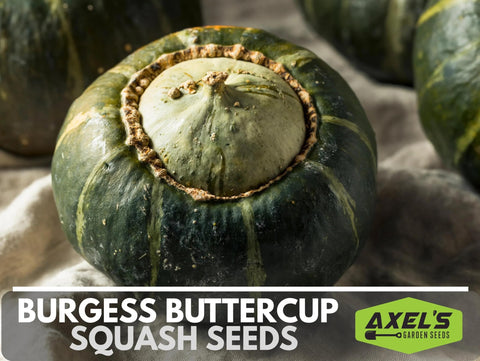 Axel's Garden Seeds Burgess Buttercup seed packet back with planting instructions.