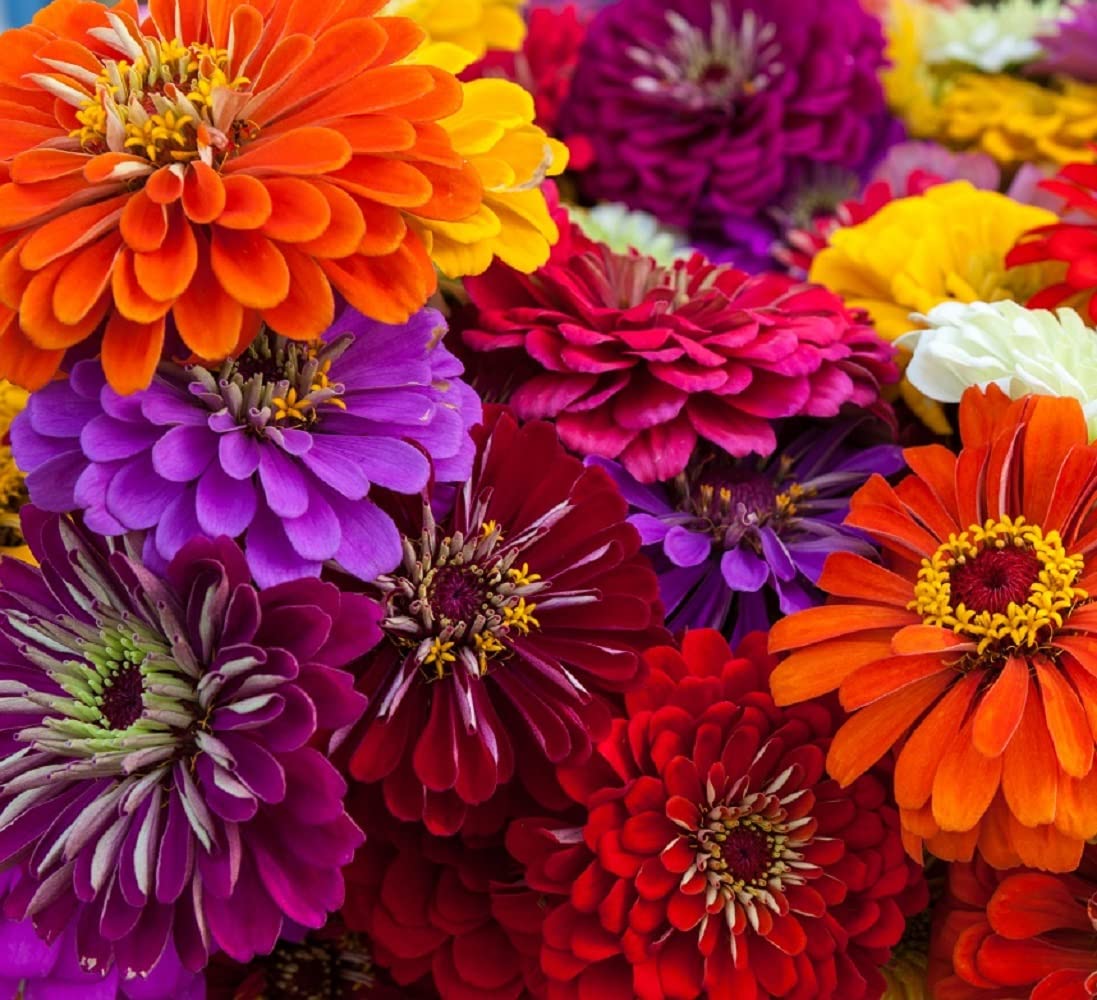 Axel's Garden Seeds California Giant Zinnia seeds packet front, ready to inspire vibrant garden color