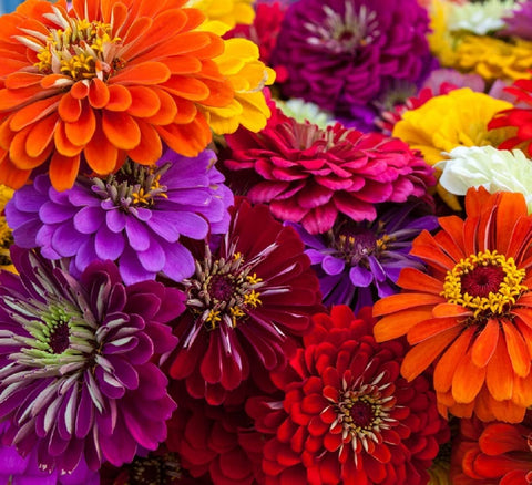 Axel's Garden Seeds California Giant Zinnia seeds packet front, ready to inspire vibrant garden color