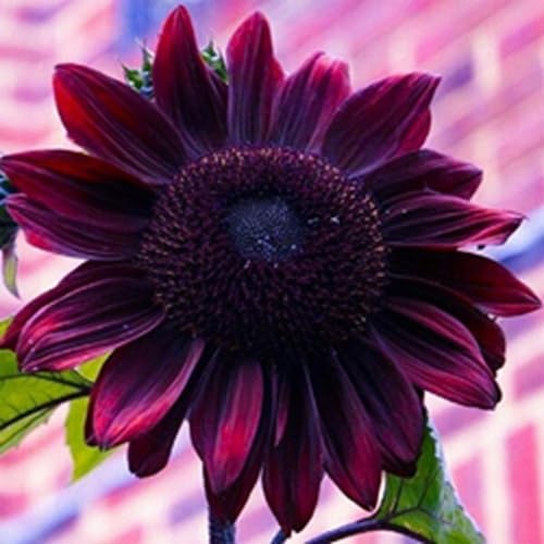 Axel's Garden Seeds Chocolate Cherry sunflowers offer tall blooms and edible seeds.