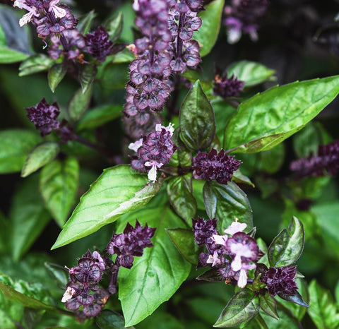 Axel's Garden Seeds Cinnamon Basil seeds packet for indoor and outdoor planting