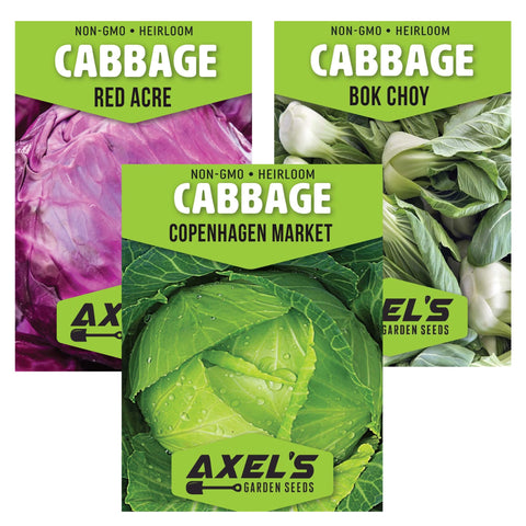 Axel's Garden Seeds Copenhagen Cabbage head ready for harvest for fresh salads.