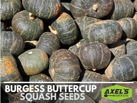 Axel's Garden Seeds Easy grow steps for Burgess Buttercup squash.