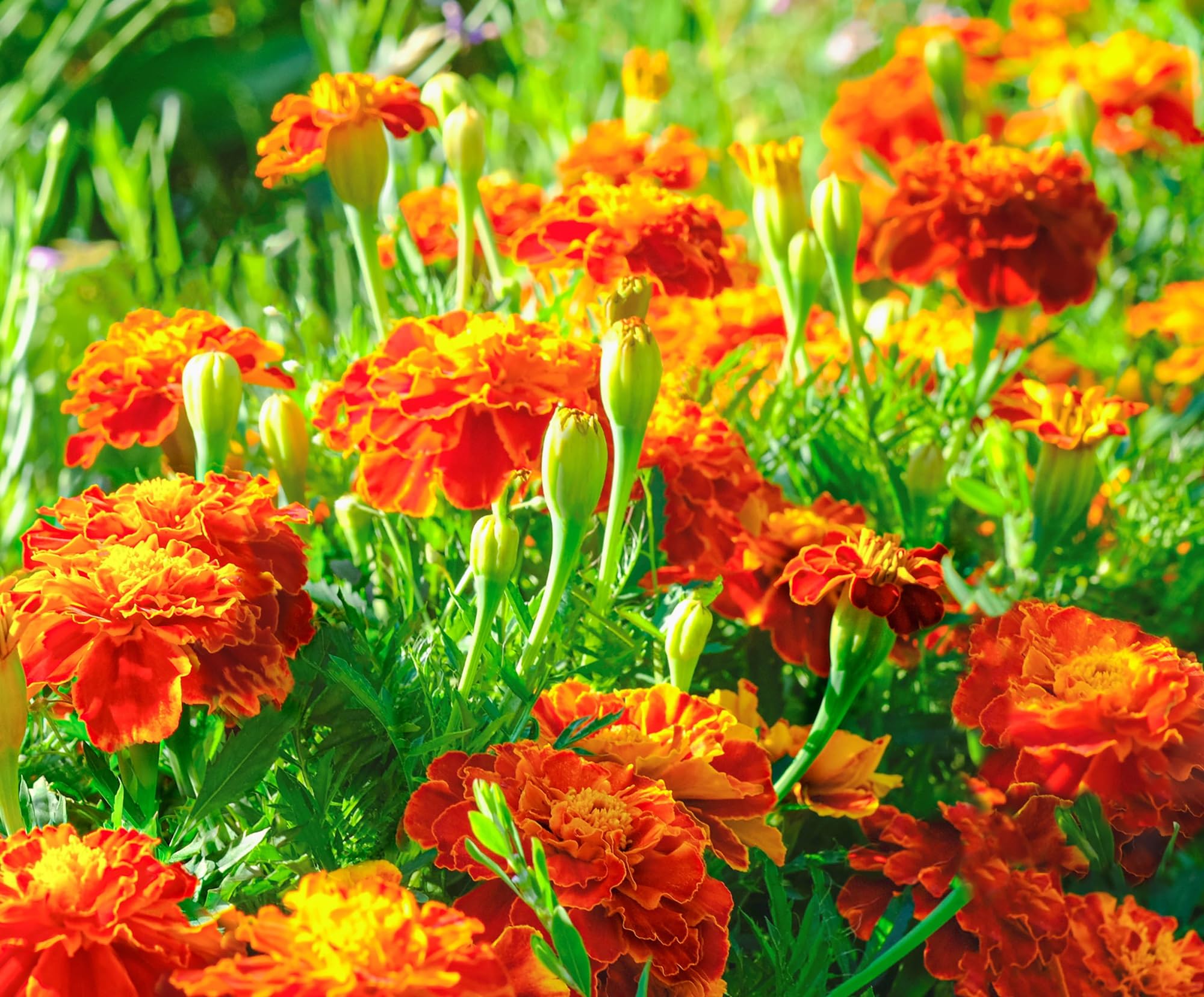Axels Garden Seeds French marigold seed packet with vibrant orange-red blooms for bright borders.