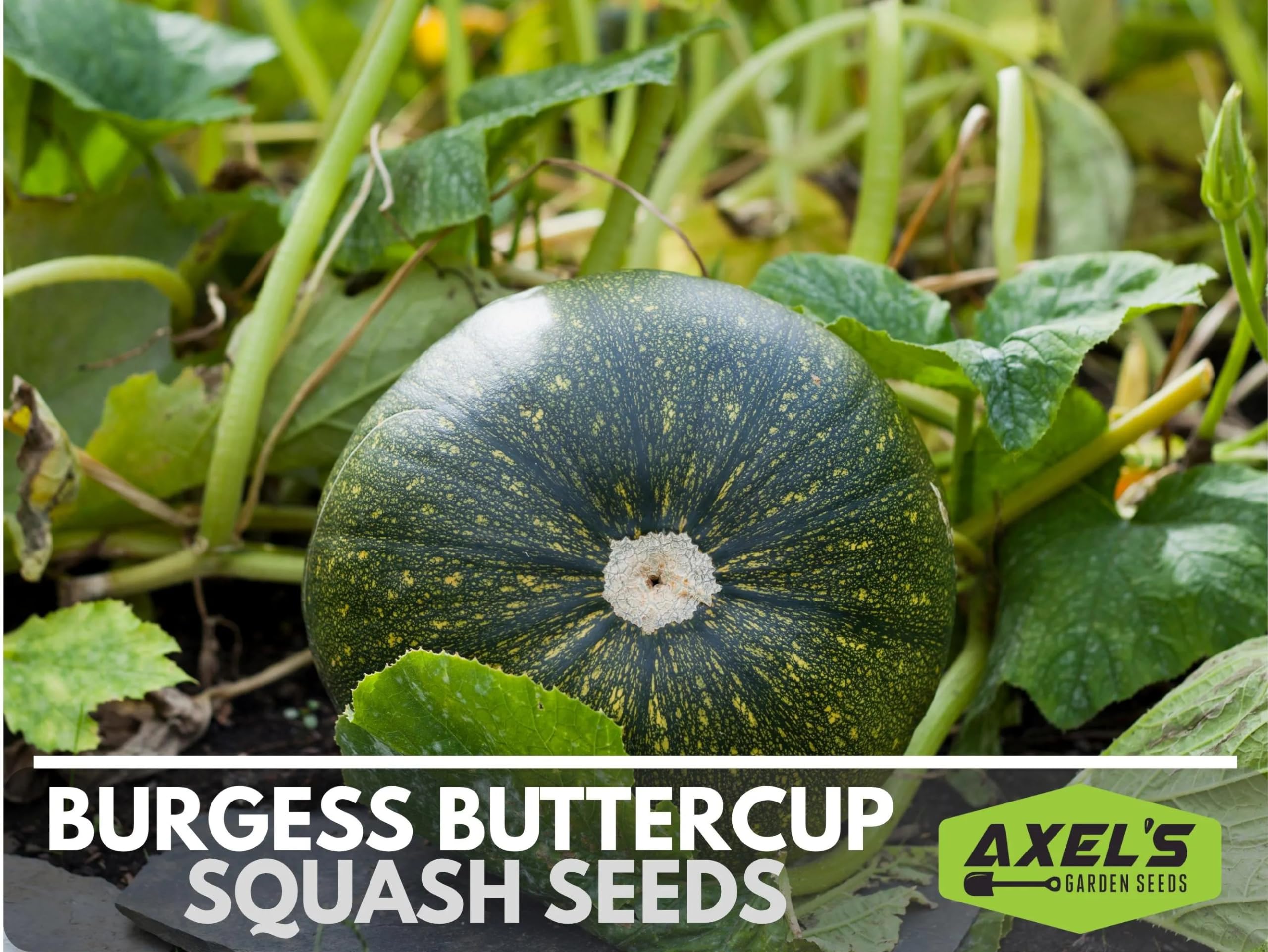 Axel's Garden Seeds Harvest-ready Burgess Buttercup on display in garden.