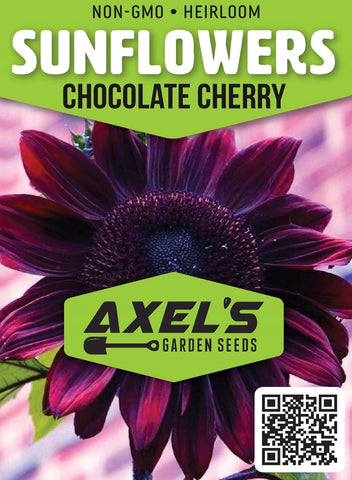 Axel's Garden Seeds: heirloom Chocolate Cherry sunflowers with vibrant blooms