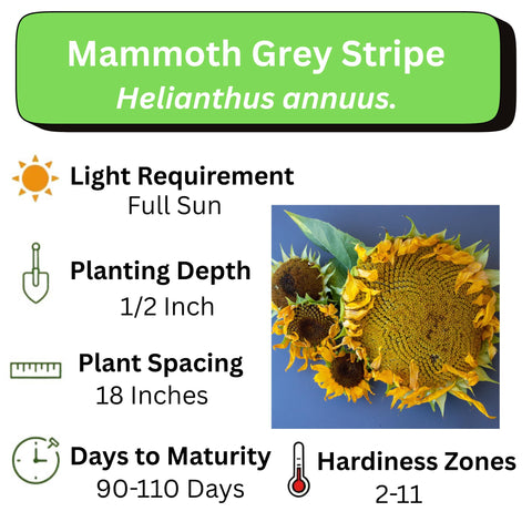 Axel's Garden Seeds Mammoth Grey Stripe seed closeup highlighting non-GMO heirloom quality