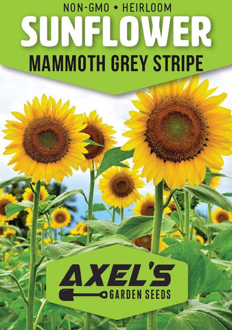 Axel's Garden Seeds Mammoth Grey Stripe pack front for planning a tall sunflower garden