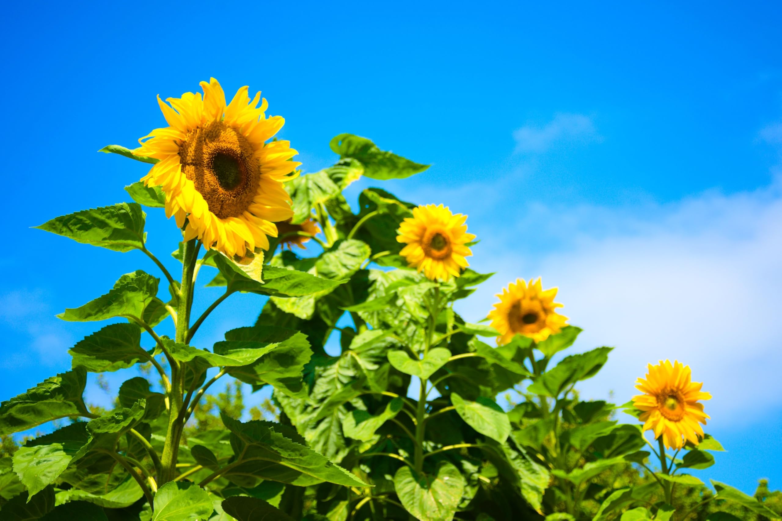 Axel's Garden Seeds Mammoth Grey Stripe sunflowers seeds in soil ready to germinate