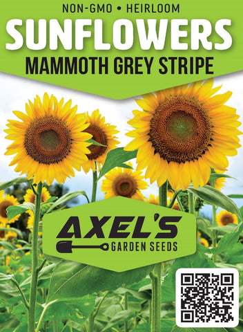 Box displays 50 Mammoth Grey Stripe sunflower seeds for planting