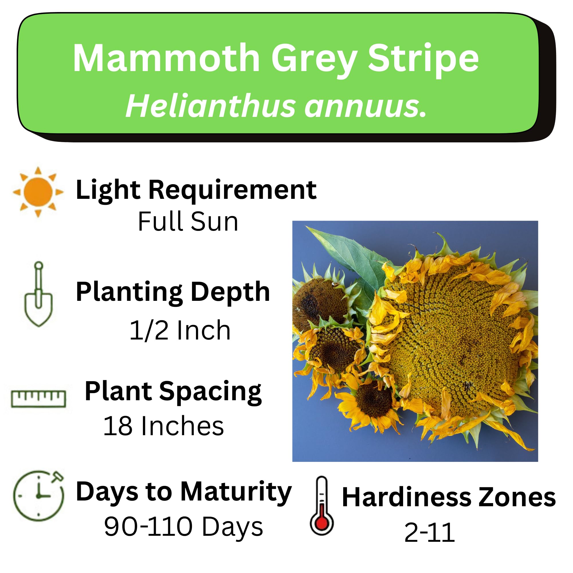 Mammoth Sunflower seeds in hand ready for planting