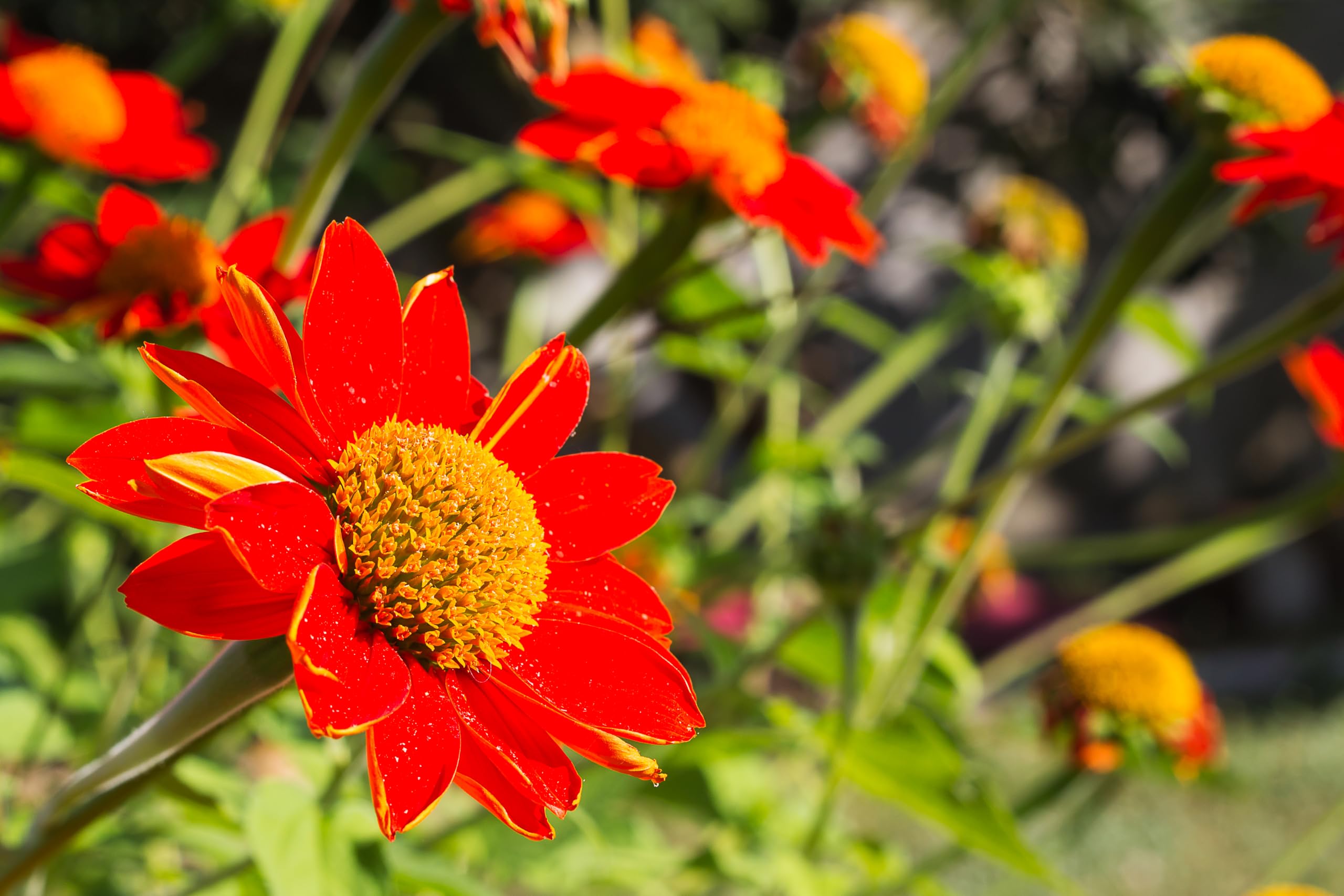 Axel's Garden Seeds Mexican Sunflower garden bed in full sun for bold color