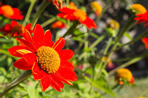 Axel's Garden Seeds Mexican Sunflower garden bed in full sun for bold color