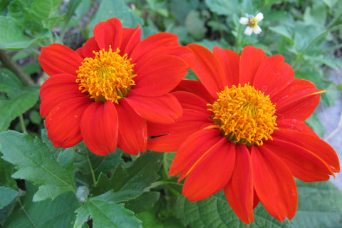 Axel's Garden Seeds Mexican Sunflower attracts pollinators in a sunny border