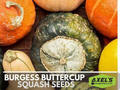 Axel's Garden Seeds Burgess Buttercup squash flesh, bright orange interior.