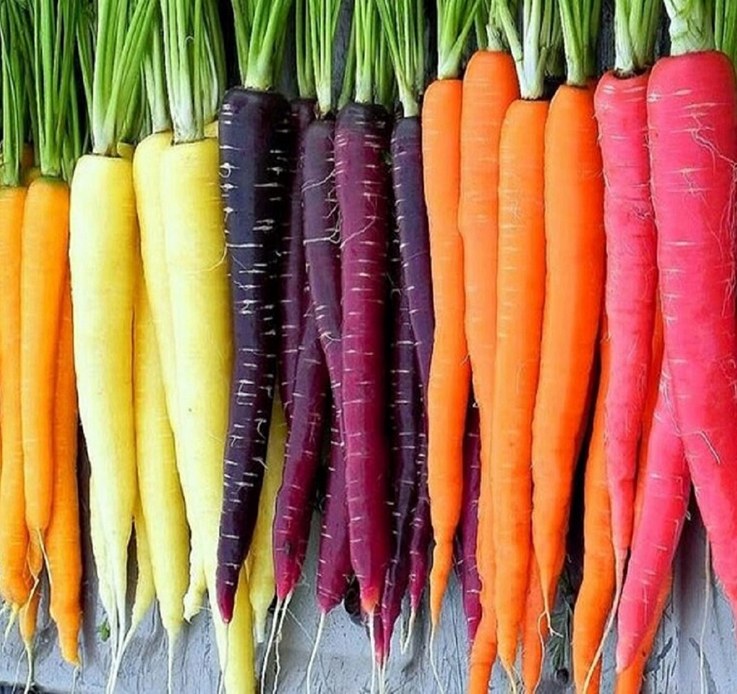 Axel's Garden Seeds Rainbow carrot seed packet ready for home planting and color harvests