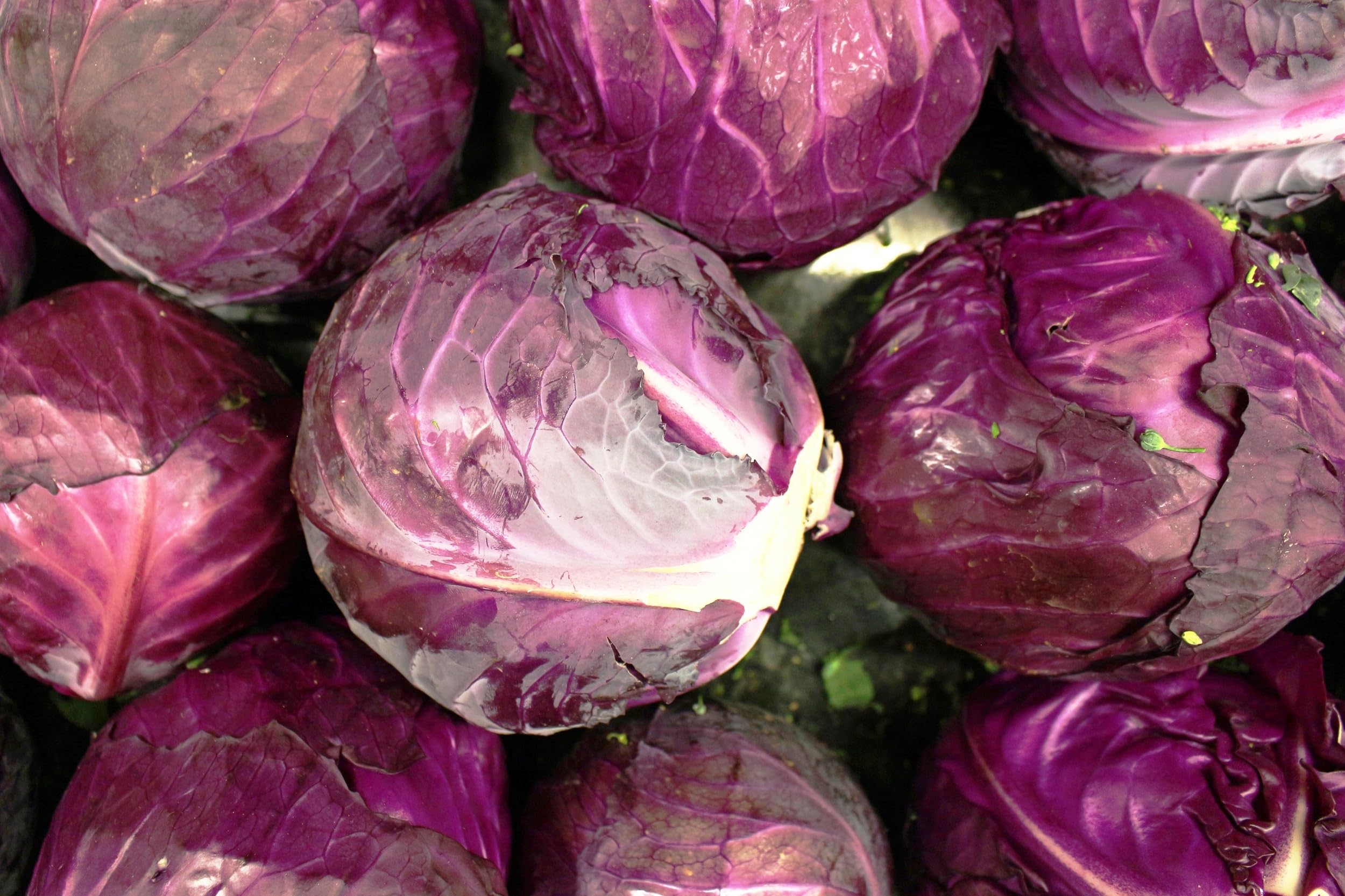 Axel's Garden Seeds Red Acre enhances salads and slaws with vibrant color.