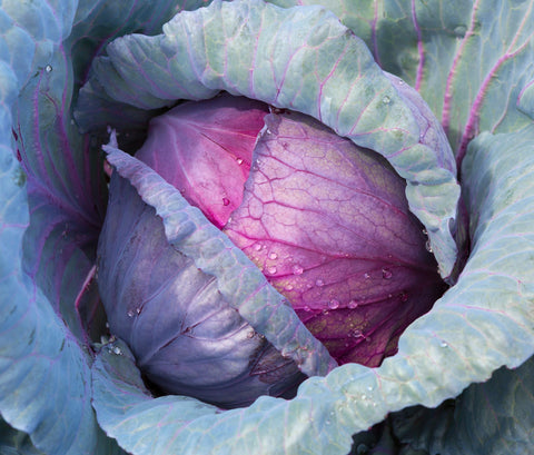 Axel's Garden Seeds Red Acre cabbage field ready for harvest.