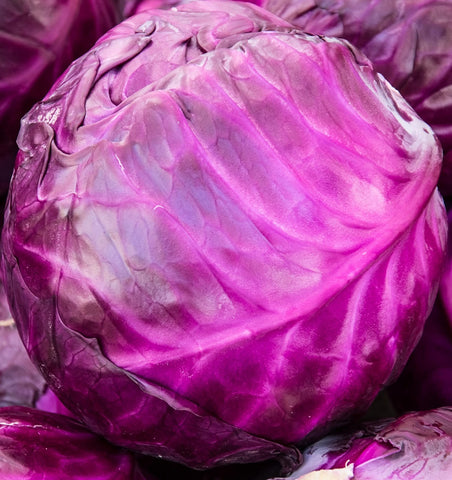 Axel's Garden Seeds Red Acre Cabbage seed pack for home gardening and fresh harvest.
