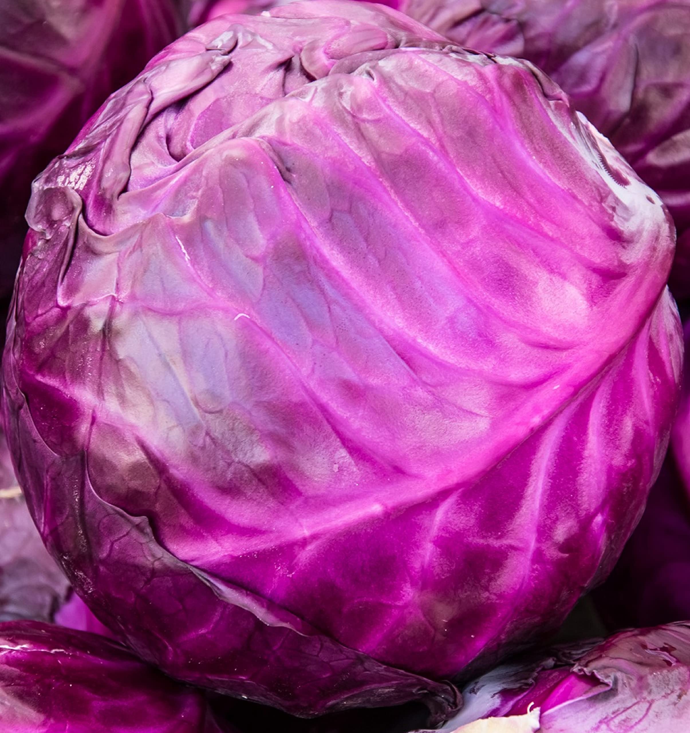 Axel's Garden Seeds Red Acre cabbage seed packet front, ideal for home garden planning.