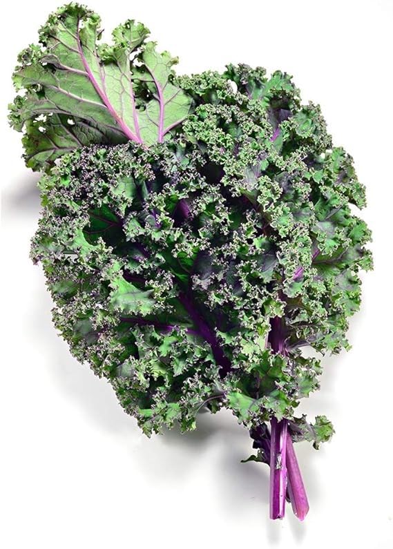 Axel's Garden Seeds red russian kale growing in a garden bed with compact upright stems.