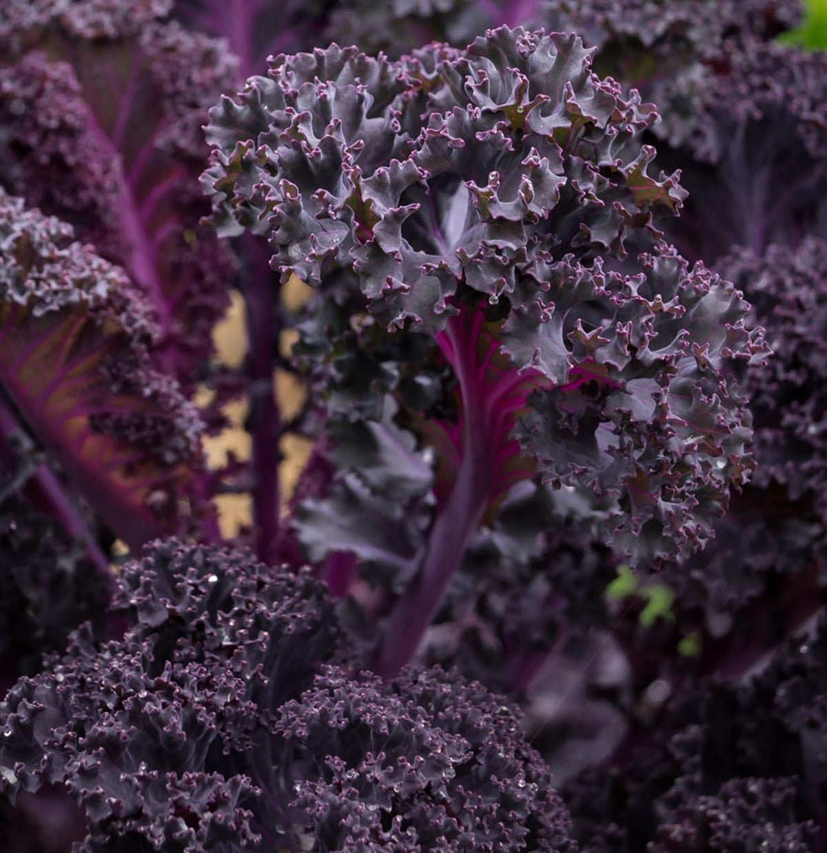 Axel's Garden Seeds Scarlet Red Kale leaves close-up, perfect for colorful salads.