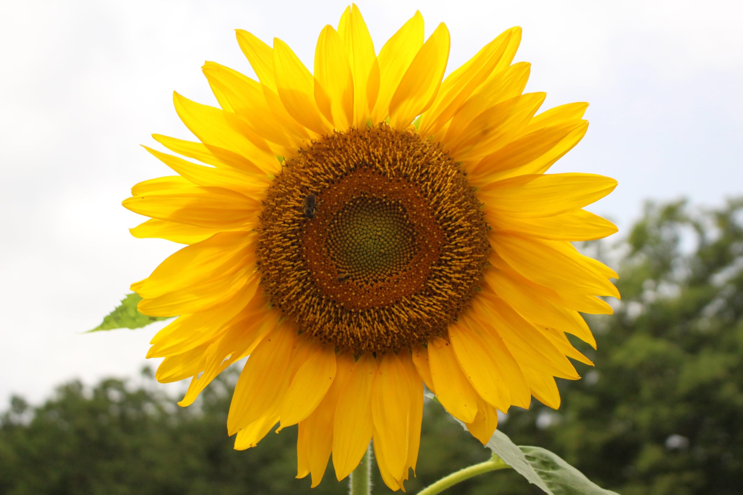 Axel's Garden Seeds tall sunflower growing tall in a garden bed.