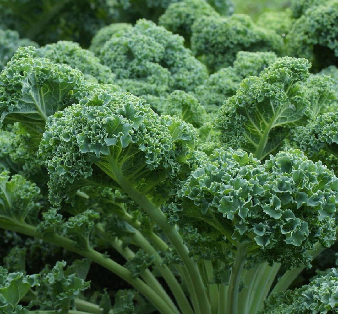 Axel's Garden Seeds Vates Blue Scotch kale leaf close-up for cool-season harvests.
