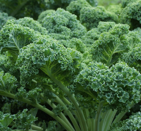 Axel's Garden Seeds Vates Blue Scotch kale leaf close-up for cool-season harvests.