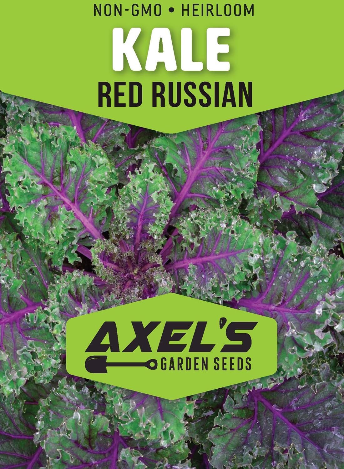 Axel's Garden Seeds Vates Blue Scotch Kale leaves close-up for cool-season growth.