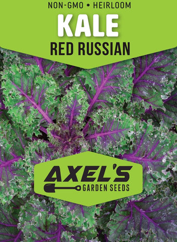 Axel's Garden Seeds Vates Blue Scotch Kale leaves close-up for cool-season growth.