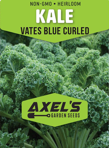 Axel's Garden Seeds Vates Blue Scotch kale seedlings growing in loamy soil.