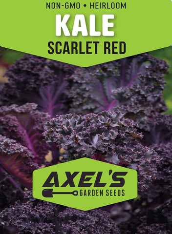 Axel's Garden Seeds White Russian Kale leaves ready for harvest and sauté.
